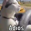 😌 ANIMALITOS CON FRASES 😎 8