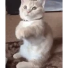 Memes gatitos 11
