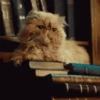 Algunos Gatitos Famosos❤️😸 11