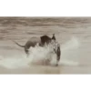 Funny Animals 18
