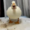 Patos 10