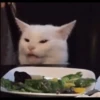 GATINHOS VIRALIZADOS 15