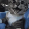 Reações de animais de estimação 13