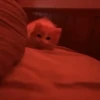 Cats 🐱 13