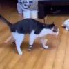 Gatos fofinhos 9