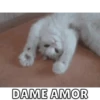 Memes de Gatitos Mov.🐱 14