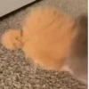 Gatos fofinhos 26