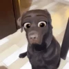 🐶🐱Animales con filtro😂👀 19