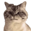 Animals Funny Meme 13