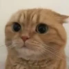 🧿😻Gatitos buena vibra😻🧿 19