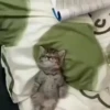 Gatos 30