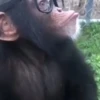 Macacos 5