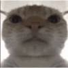 GATINHOS VIRALIZADOS 14