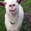 Random meme expression 21
