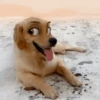 🐶🐱Animales con filtro😂👀 25