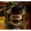 Memes e Deboches kkkk 13