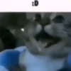 Beijo de gato 28