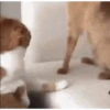 GATINHOS VIRALIZADOS 10