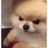 Animals Funny Meme 11