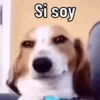 😌 ANIMALITOS CON FRASES 😎 6