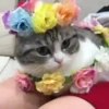 🧿😻Gatitos buena vibra😻🧿 21