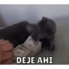 Memes de Gatitos Mov.🐱 11