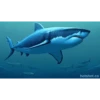 Shark 7