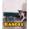 Animasi 14