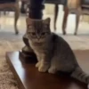 Gatos fofinhos 19