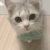 🤍 Еще котята 🤍 14