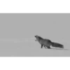 Funny Animals 19