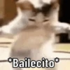 😌 ANIMALITOS CON FRASES 😎 9