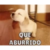 Perritos 9