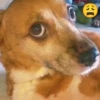 Simon perro bailarin 23