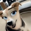 🐶🐱Animales con filtro😂👀 6