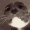 GATINHOS VIRALIZADOS 7