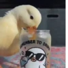 Patos 15