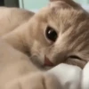 🤍 Еще котята 🤍 8