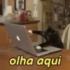 Gatíneos 🐈 11