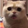 🧿😻Gatitos buena vibra😻🧿 13