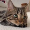 😻 Esse gatinho vc ainda ñ tem 15