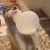 Monos lindos 10