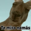 Animales Divertidos🐒🐤🦁 Mov🐽 16