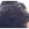 Memes Facheritos 4 7