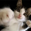 🐱🔖Gatitos Mov🐈♥ 10