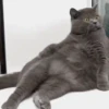 🐱🔖Gatitos Mov🐈♥ 11