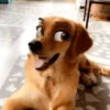 🐶🐱Animales con filtro😂👀 22