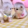 Gatos fofinhos 18