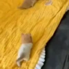 Gatos 25