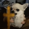 😛 Animaditos Random 2 🤪 8